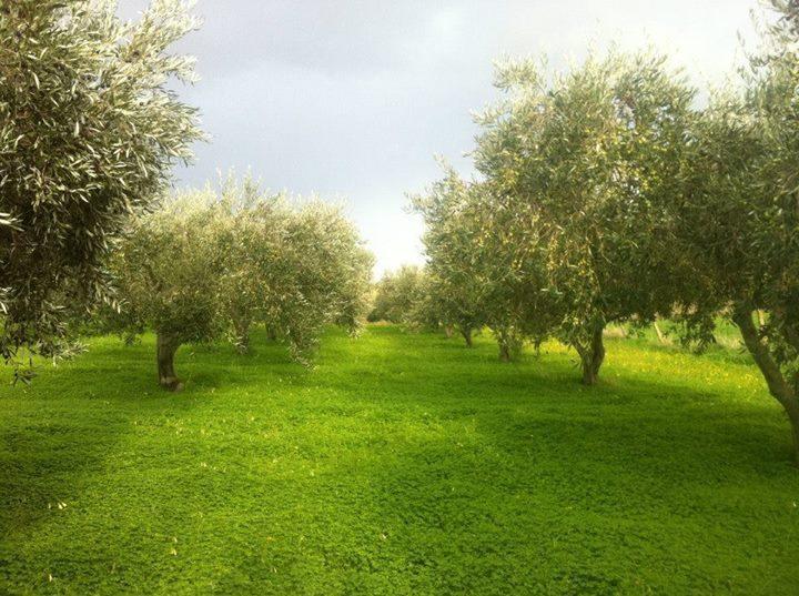 Agriturismo Ridocco Корлеоне Экстерьер фото